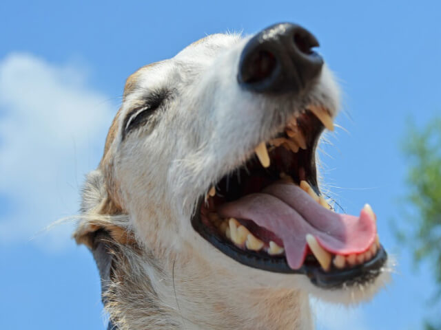 犬の歯周病とは？