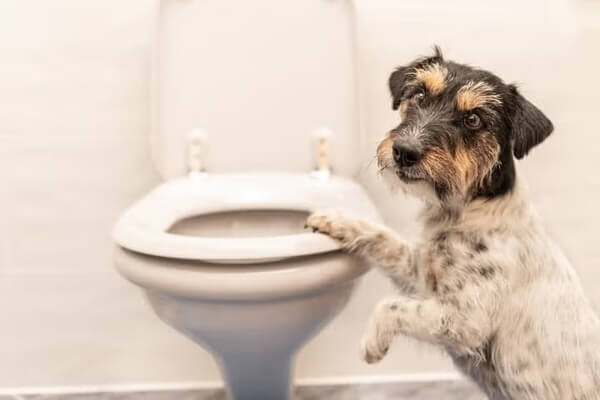 便秘の犬に現れる症状