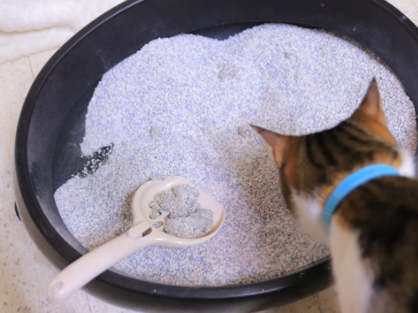 猫の膀胱炎治療薬の選び方