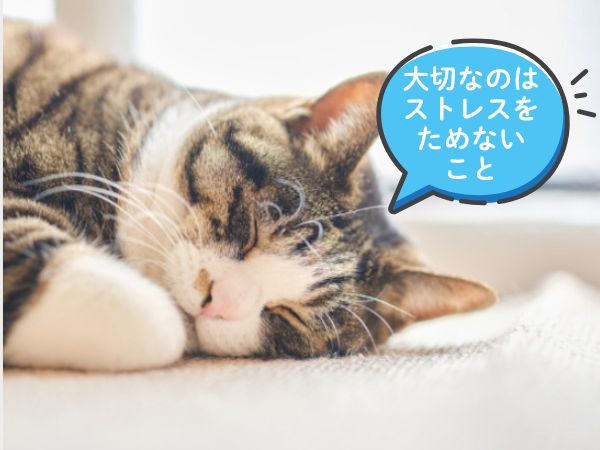 特発性膀胱炎