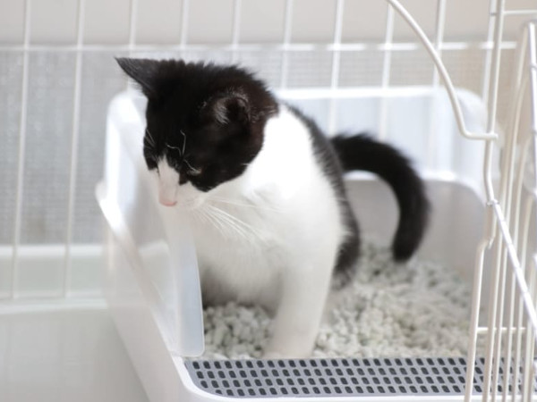 尿路結石による膀胱炎