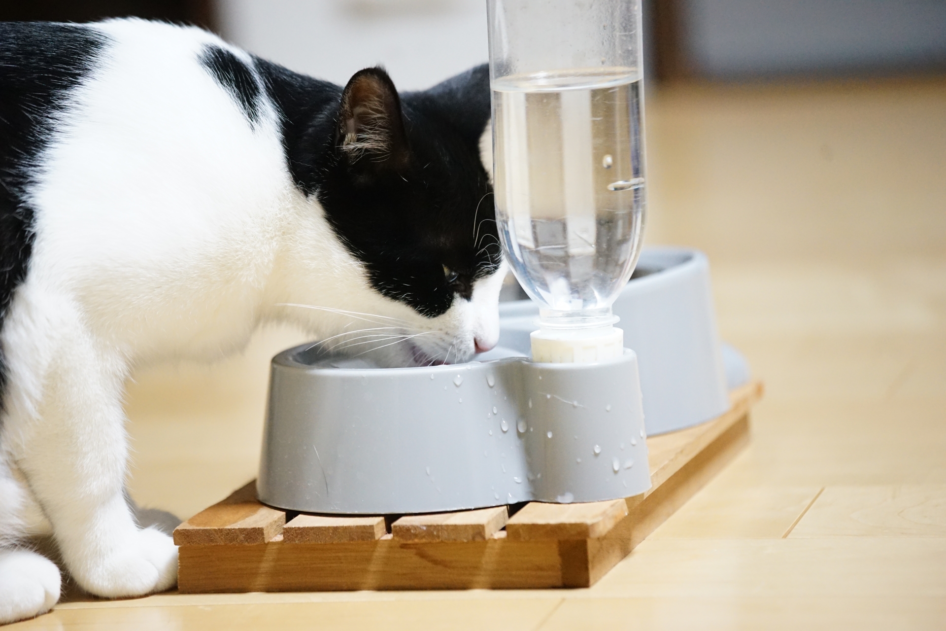 猫の膀胱炎治療薬の選び方
