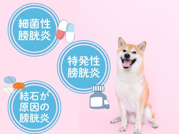 犬の膀胱炎の薬の種類