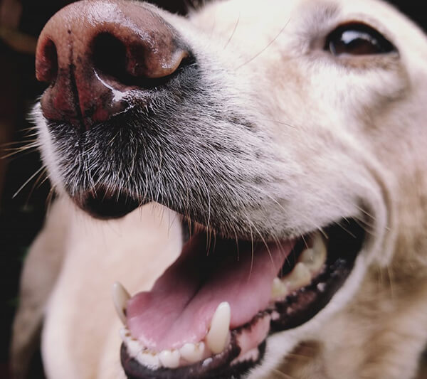 デンタルケア通販｜犬猫｜歯周病｜歯石｜予防｜ぽちたま薬局