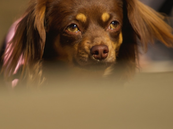 犬のドライアイとは