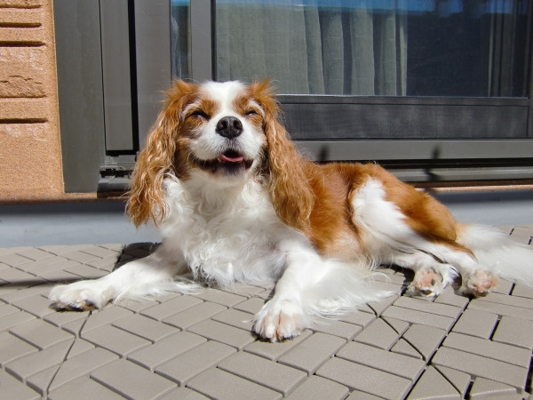 かかりやすい犬種