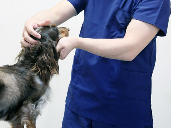 点耳薬 洗浄液通販 犬猫 耳疥癬 外耳炎 ぽちたま薬局