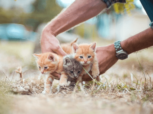 猫に寄生する原虫（トリコモナス、ジアルジア）について