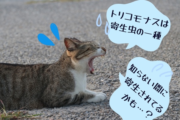 猫のトリコモナスに効く薬について