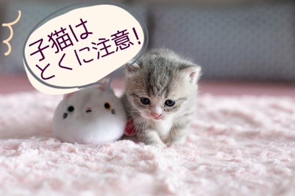 猫がトリコモナス症になったときの主な症状