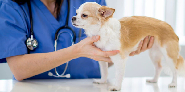 犬の血尿は泌尿器疾患のサインかも！