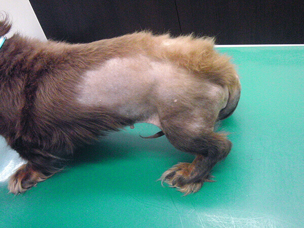 ホルモン剤通販 犬猫 アジソン病 クッシング症候群 甲状腺