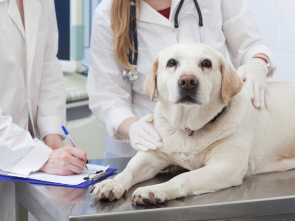 ホルモンバランスの乱れで起こる犬の病気