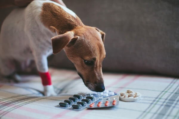 痛み止めの薬を見つめる関節炎の犬