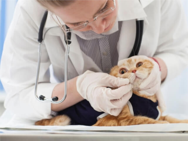 猫の角膜炎・結膜炎