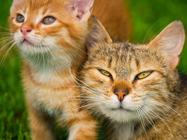 猫の角膜炎・結膜炎の予防
