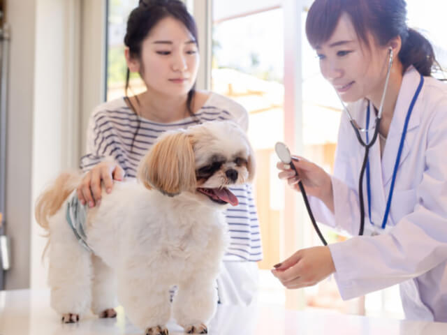 犬の角膜炎・結膜炎について
