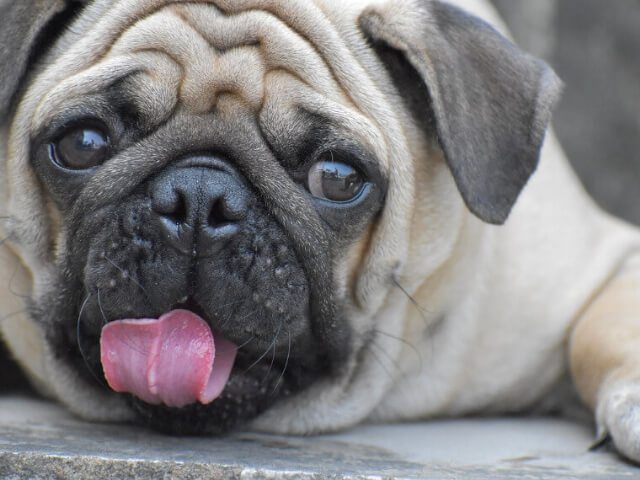 犬の角膜炎とは？