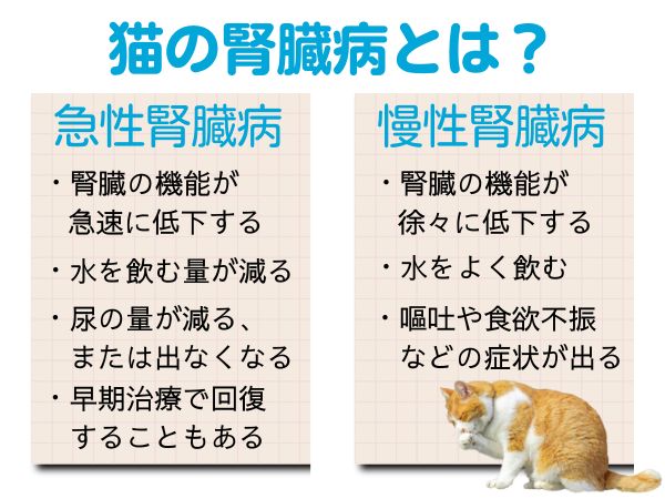 猫の腎臓病とは