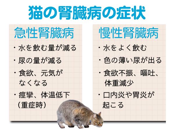 猫の腎臓病の症状