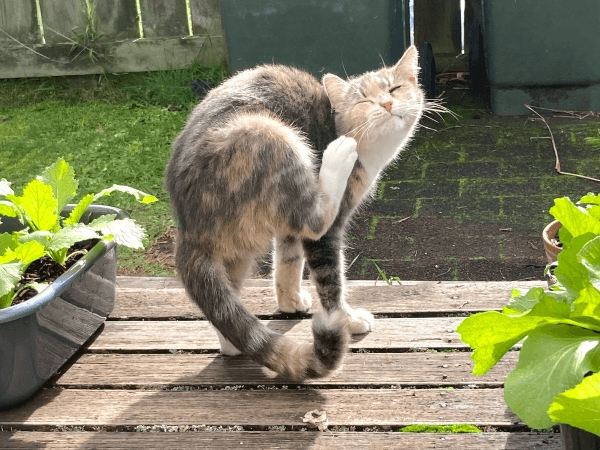 猫のかゆみについて