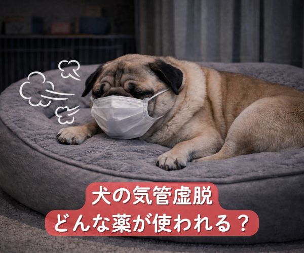 犬の気管虚脱に用いられる薬の種類