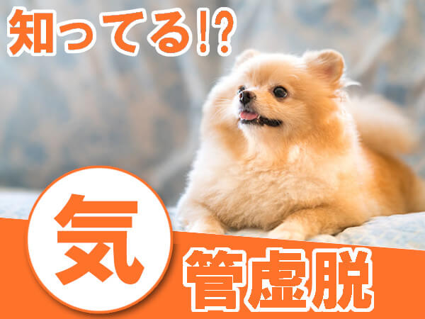 犬の気管虚脱とは？