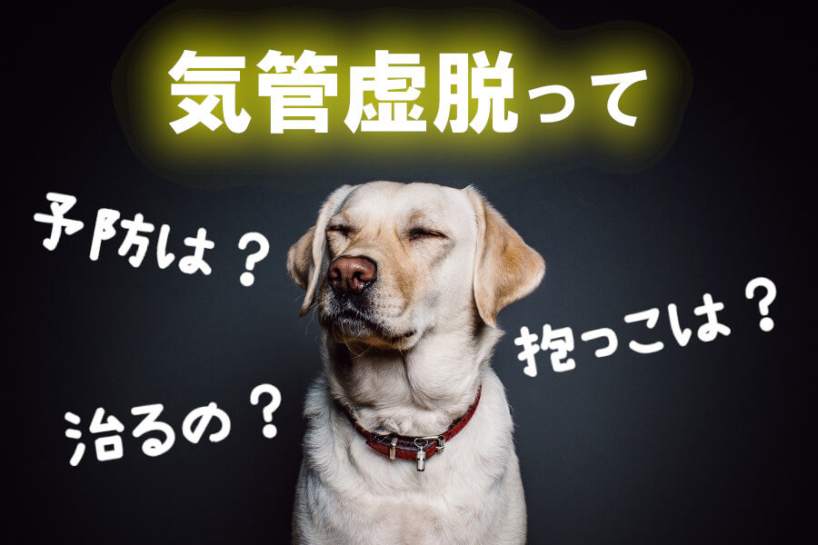 犬の気管虚脱に関するQ&A