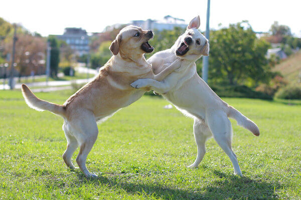 犬の傷について