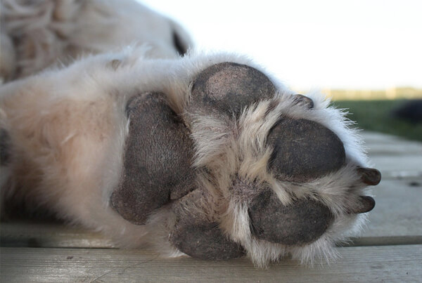 犬の傷について