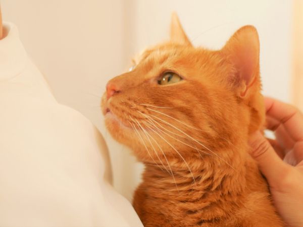 ヒト用のお薬を猫にも使っていいの？