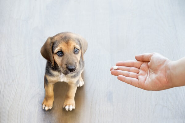 犬の抗生物質・抗菌剤の副作用