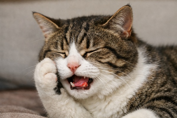 猫の口内炎の薬の選び方