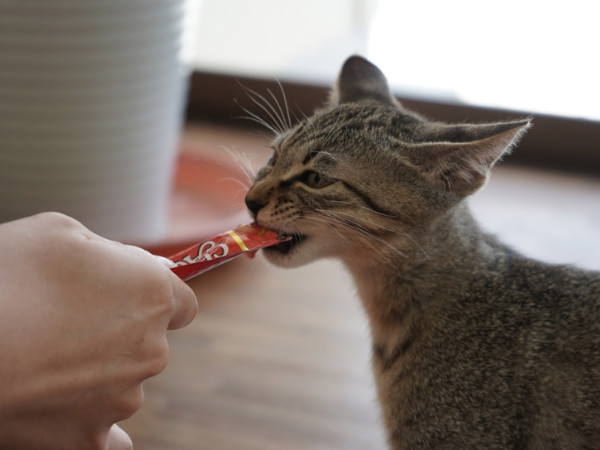 甲状腺機能亢進症の薬はちゅーるに混ぜていい？