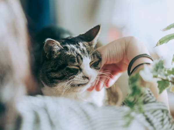 猫の甲状腺機能亢進症は治る？