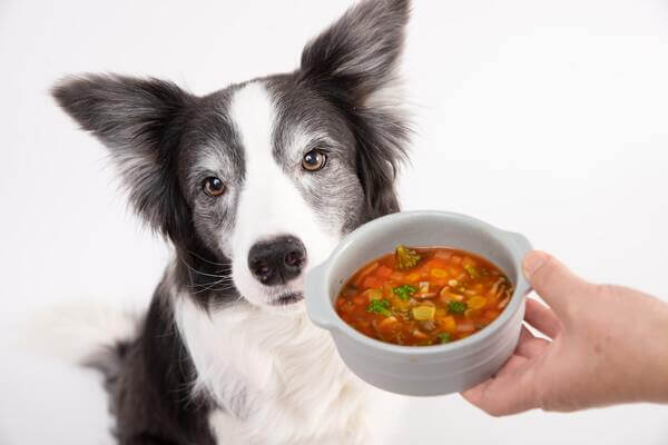 犬の肝臓病に良い食事