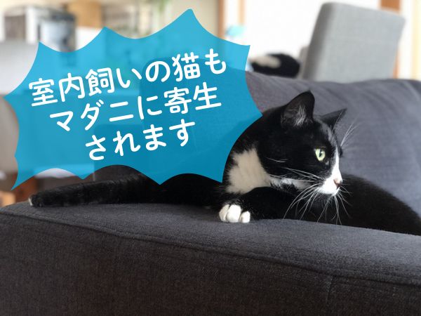 室内飼いの猫もマダニに感染するの？