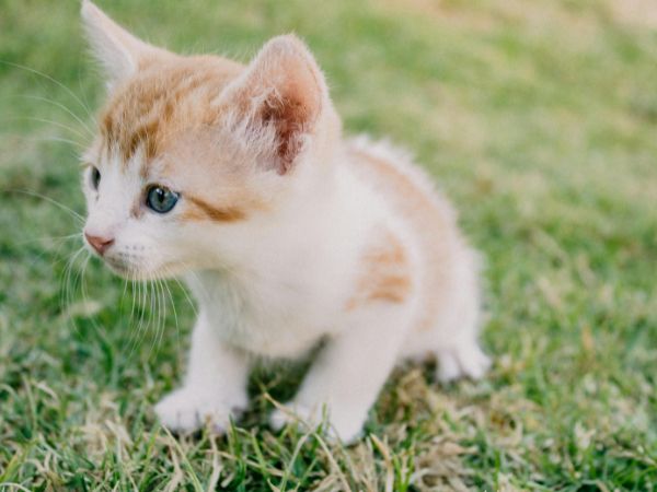 子猫もマダニ予防は必要？