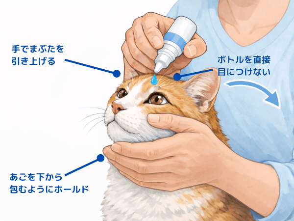 猫の点眼薬の差し方
