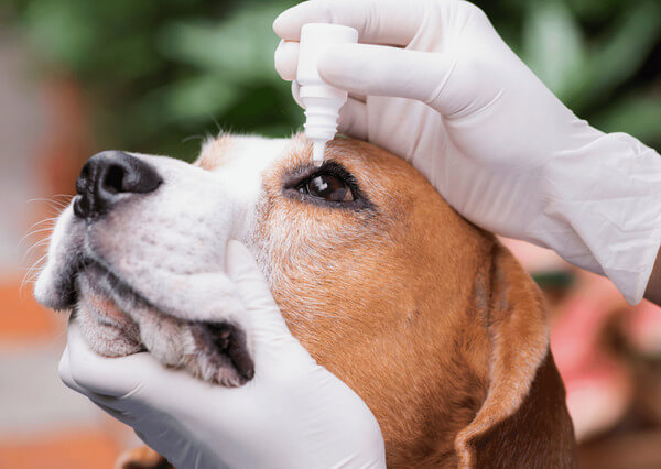 犬の目やに取りには目薬を使いましょう！