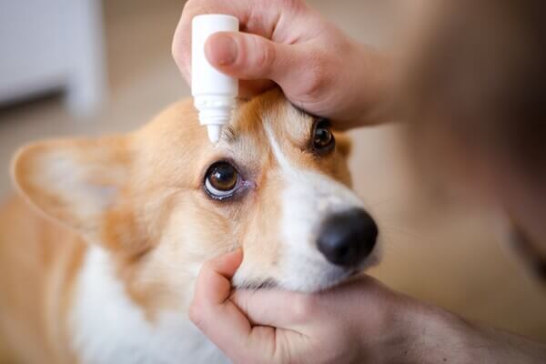 犬向けの目薬・眼軟膏について