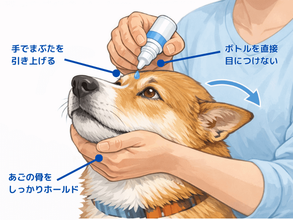 犬への目薬の差し方の解説画像