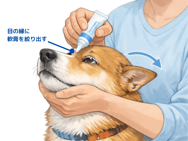 犬への眼軟膏の塗り方の解説画像