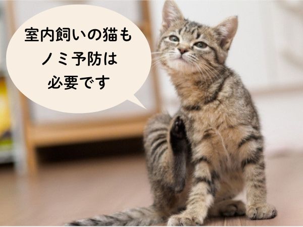 猫のノミ予防って必要？