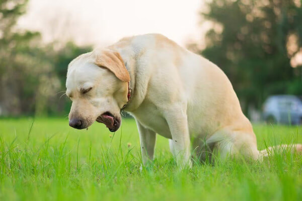 犬の嘔吐について