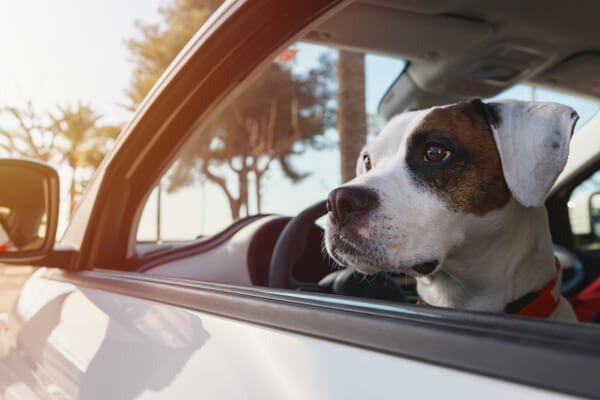 犬の車酔いの対策方法