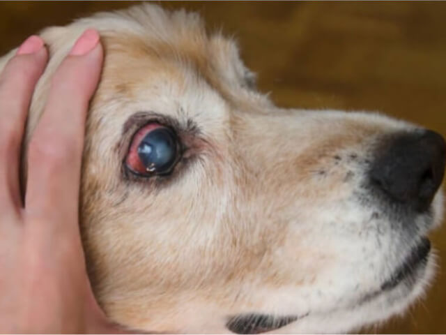 犬の緑内障の症状