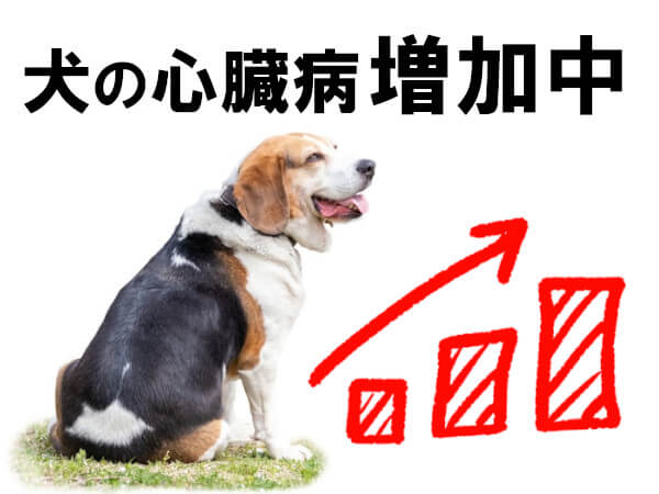 犬の心臓病は増加している