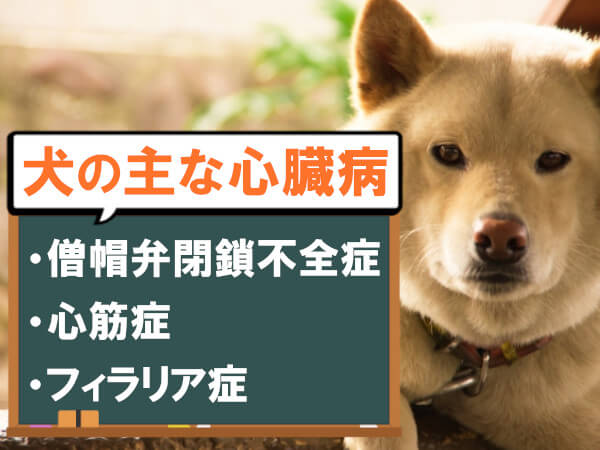 犬の主な心臓病について