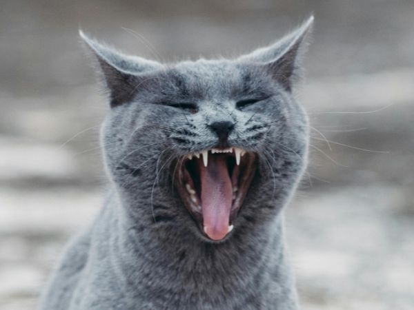 猫の歯周病の症状